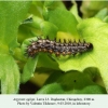 argynnis aglaja daghestan chiragchay larva l3